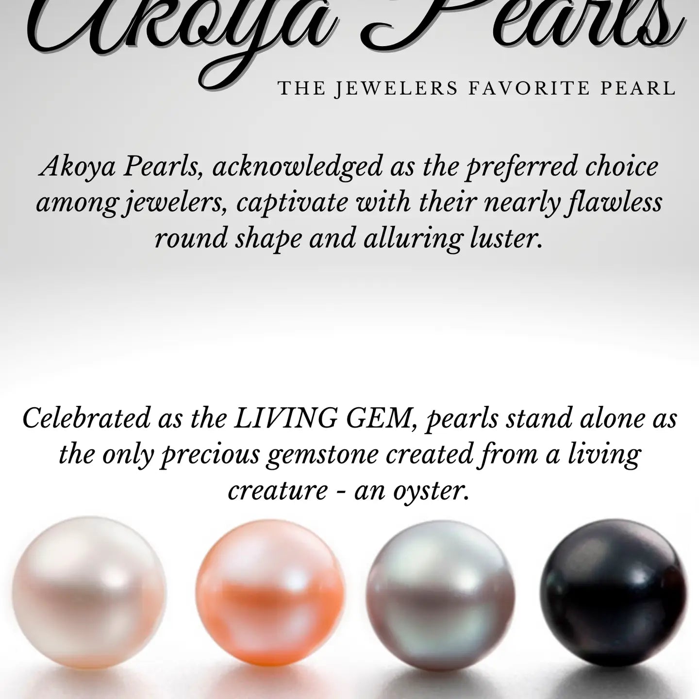 Island Pearl Traders Pearl Oyster