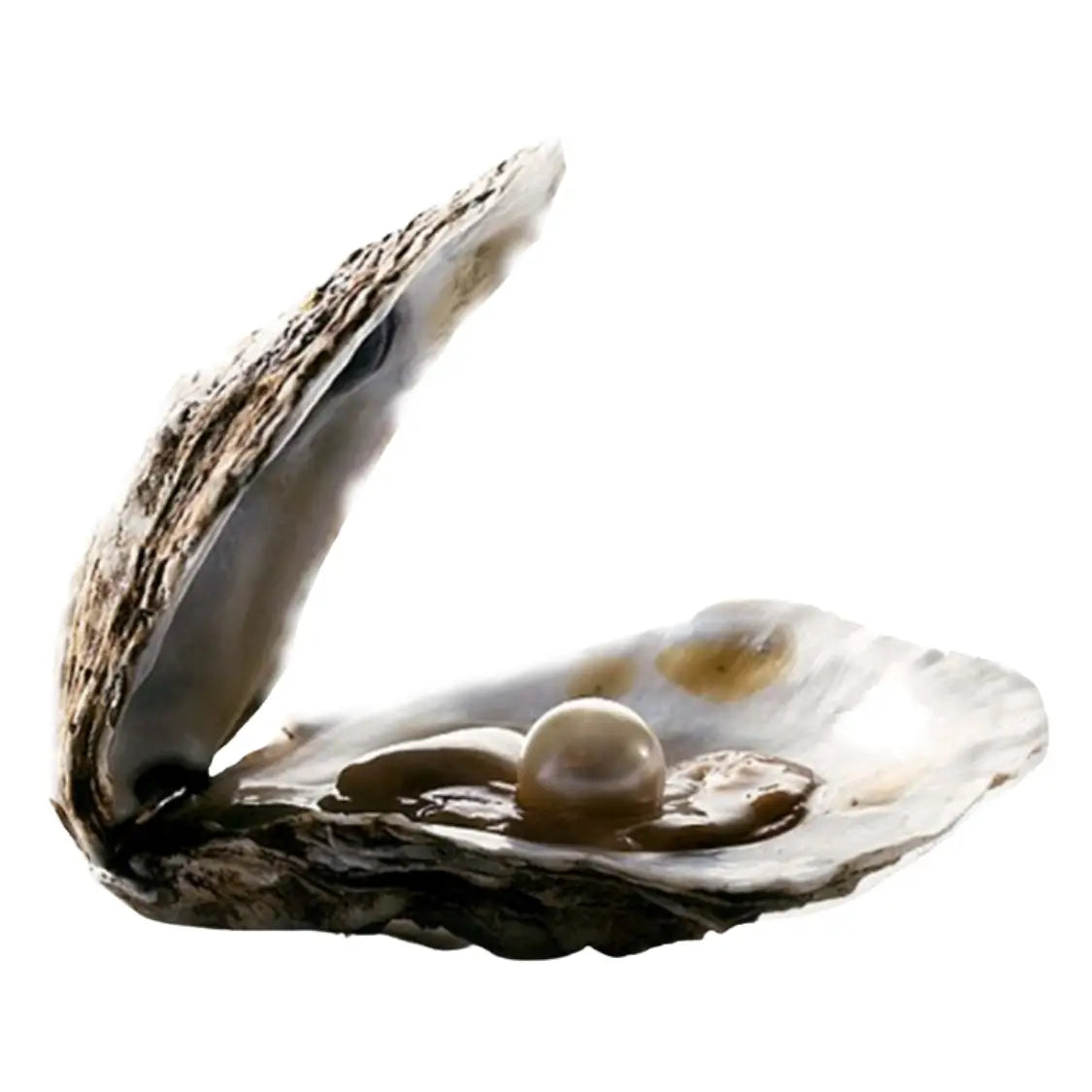 Island Pearl Traders Pearl Oyster